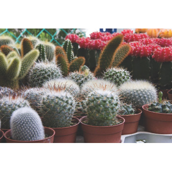 KAKTUS, V KERAMIČNEM LONČKU, MIX, P14H20 