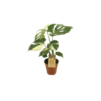 MONSTERA (Monstera deliciosa 