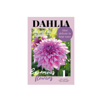 Glossy Dahlia Café au Lait Rosé 