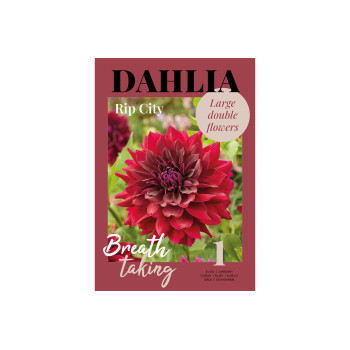 Glossy Dahlia Rip City 