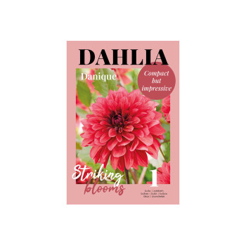 Glossy Dahlia Danique 