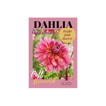 Glossy Dahlia Missis Dutch 