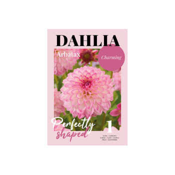 Glossy Dahlia Arbatax 