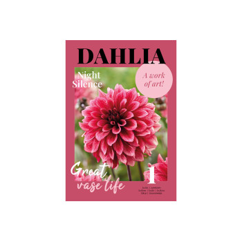 Glossy Dahlia Night Silence 