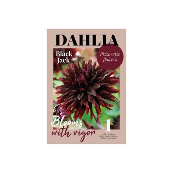 Glossy Dahlia Black Jack 