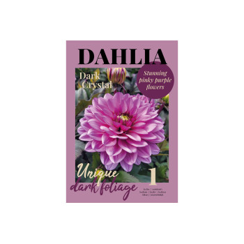 Glossy Dahlia Dark Crystal 