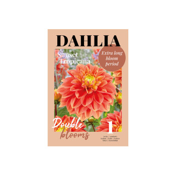 Glossy Dahlia Sunset Tropicana 