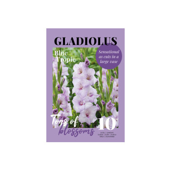 Glossy Gladiool Blue Tropic 