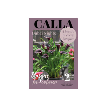 Glossy Calla  Dubai Nights 