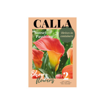 Glossy Calla  Sunset Passion 