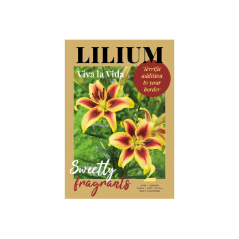 Glossy Lilium Viva la Vida 