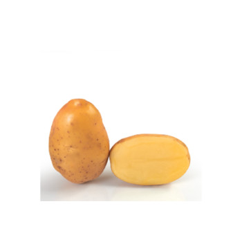 KROMPIR UNIVERSA 25 kg 35/55 mm 