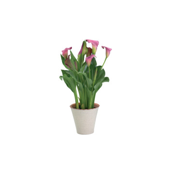SOBNA KALA (Zantedeschia sp. ), P13H40 