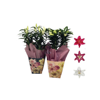 LILIJA (Lilium orientalum ), ARANŽIRANA , P17H50 