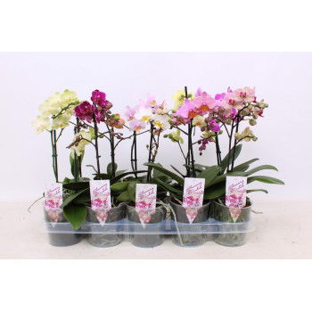 ORHIDEJA PHALENOPSIS (Phaleanopsis sp.), MIX, 2 stebelna 12/14 CVETOV, P12H60, A1 