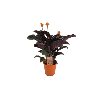 KALATEJA (Chalatea crocata Tassmania), P14H35 