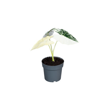 ALOKAZIJA ( Alocasia Frydek Variegata) P6H18 