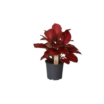 AGLAONEMA ( Aglaonema 