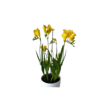 FREZIJA (Freesia mixed), P13H45 