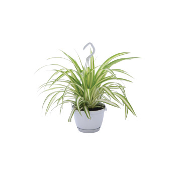 CHLOROPHYTUM ( Chlorophytum com. 