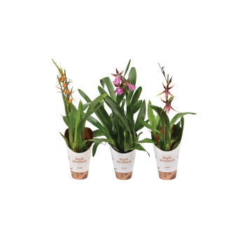 ORHODEJA BRASSIA (Brassia Maculata), P12H55 