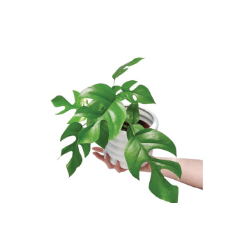 MONSTERA MINIMA (Raphidophora terasperma), P12H28 