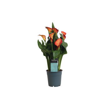 SOBNA KALA V SRAJČKI (Zantedeschia sp. ), P12H35 