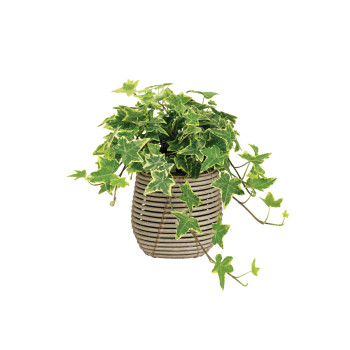 HEDERA ( Hedera helix in Sorten), P20H80 
