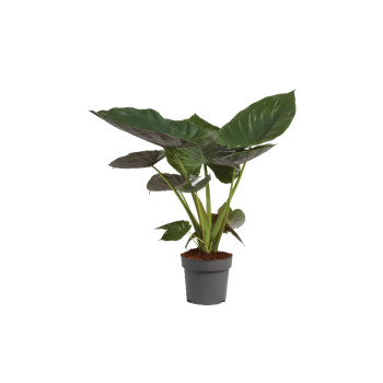 ALOKAZIJA (Alocasia Wentii), P24H110 