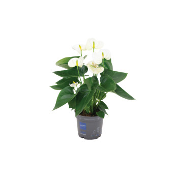 FLAMINGOVEC (Anthurium Karma white), P12H40 
