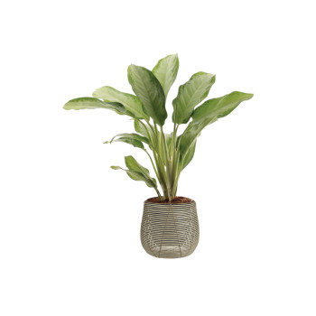 AGLAONEMA CLEOPATRA, P21H100 