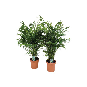 PALMA, GORSKA (Chamaedorea elegans), P20H90 