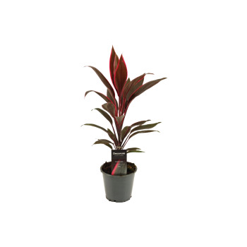 KJEVKA (Cordyline fruti. 