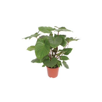 HAMALOMENA (Homalomena rubescens 