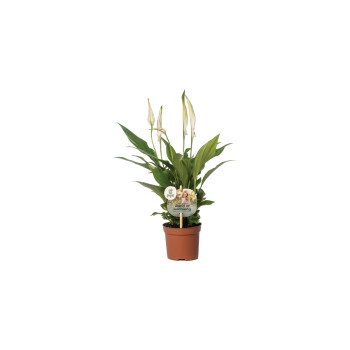 SPATIFIL (Spathiphyllum ‘Chopin