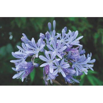 AFRIŠKA LILIJA (Agapanthus ),  P23H80 