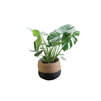 MONSTERA (Monstera deliciosa), P21H65 