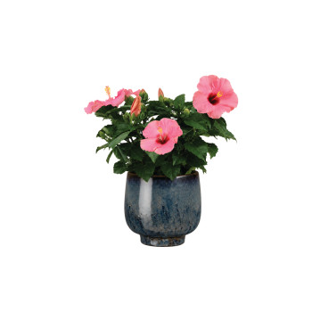 HIBISKUS (Hibiscus rosa-sin. red), P13H35 