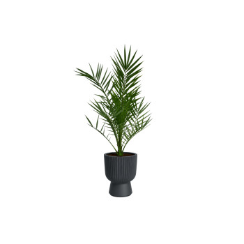 KANARSKA DATLJEVA PALMA (Phoenix canariensis), P14H65 