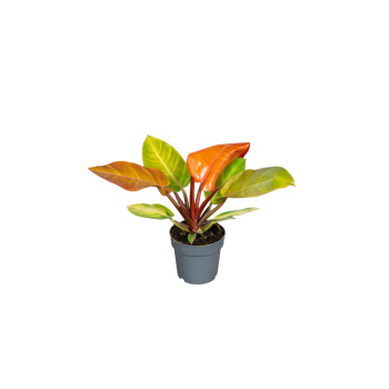 FILODENDRON (Philodendron Prince or Orange), P14H35 