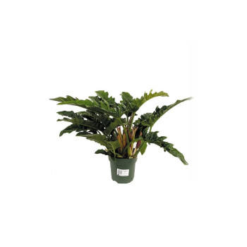 FILODENDRON (Philodendron Narrow Escape Feel Green decorum), P14H40 
