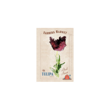 Farmers Market Tulipa parrot Black Parrot 6/1 