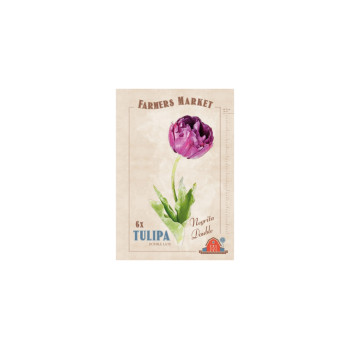 Farmers Market Tulipa double late Negrita Double 6/1 