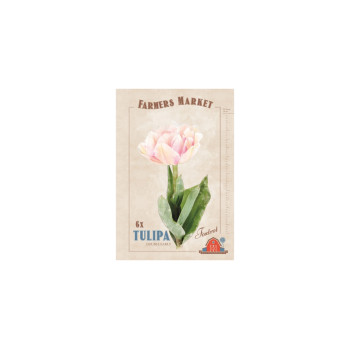 Farmers Market Tulipa double early Foxtrot 6/1 