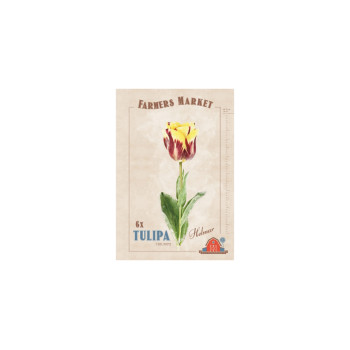 Farmers Market Tulipa triumph Helmar 6/1 