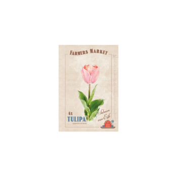 Farmers Market Tulipa darwin hybrid Salmon van Eijk 6/1 