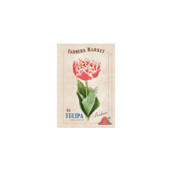 Farmers Market Tulipa crispa Brisbane 6/1 