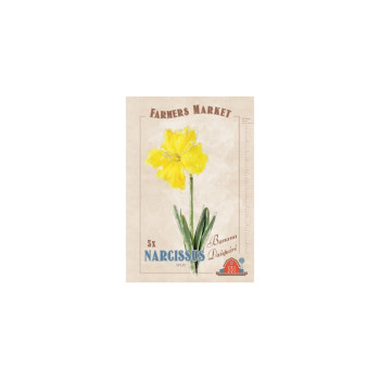 Farmers Market Narcissus split corona Banana Daiquiri 5/1 