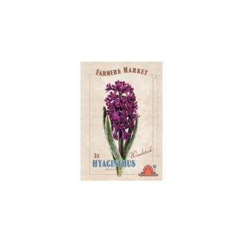 Farmers Market Hyacinthus orientalis Woodstock 5/1 