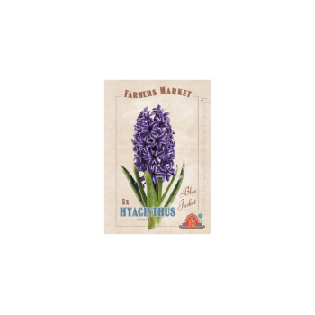 Farmers Market Hyacinthus orientalis Blue Jacket 5/1 